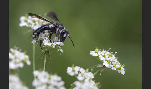 Blauschillernde Erdbiene (Andrena agilissima)