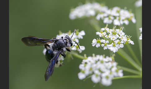 Blauschillernde Erdbiene (Andrena agilissima)