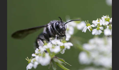 Blauschillernde Erdbiene (Andrena agilissima)