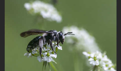 Blauschillernde Erdbiene (Andrena agilissima)