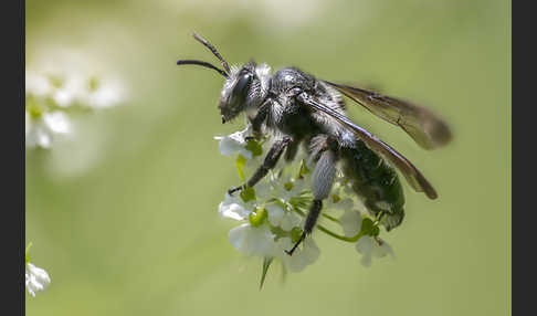 Blauschillernde Erdbiene (Andrena agilissima)