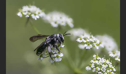 Blauschillernde Erdbiene (Andrena agilissima)