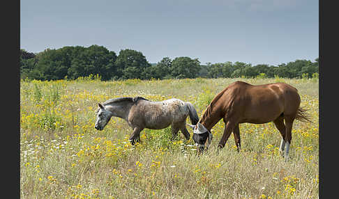 Hauspferd (Equus caballus)