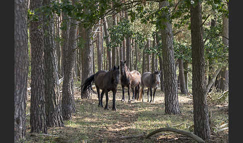 Hauspferd (Equus caballus)