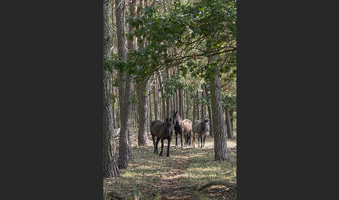 Hauspferd (Equus caballus)