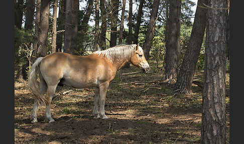 Hauspferd (Equus caballus)