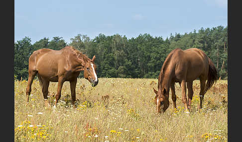 Hauspferd (Equus caballus)