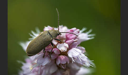 Behaarter Moorweichkäfer (Dascillus cervinus)