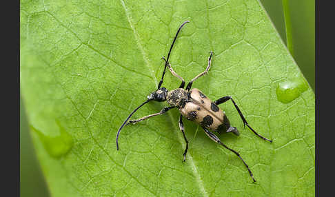 Gefleckter Blütenbock (Pachytodes cerambyciformis)