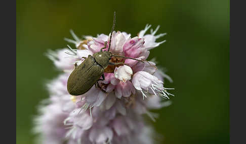 Behaarter Moorweichkäfer (Dascillus cervinus)