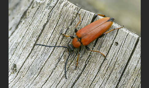 Rothalsbock (Corymbia rubra)