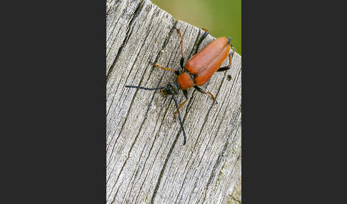 Rothalsbock (Corymbia rubra)