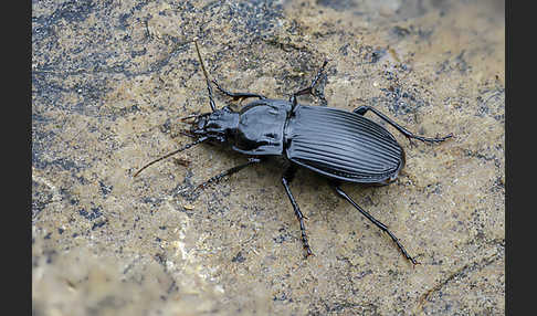 Großer Breitkäfer (Abax parallelepipedus)