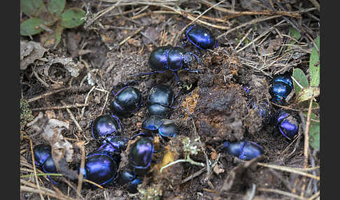 Waldmistkäfer (Anoplotrupes stercorosus)