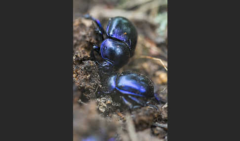 Waldmistkäfer (Anoplotrupes stercorosus)