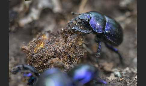 Waldmistkäfer (Anoplotrupes stercorosus)