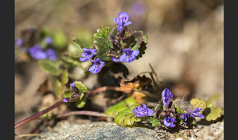 Gewöhnlicher Gundermann (Glechoma hederacea)