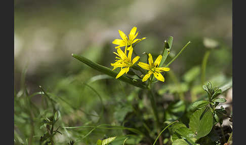 Wald-Gelbstern (Gagea lutea)