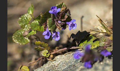 Gewöhnlicher Gundermann (Glechoma hederacea)