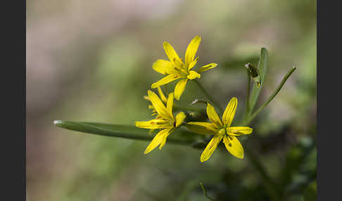 Wald-Gelbstern (Gagea lutea)