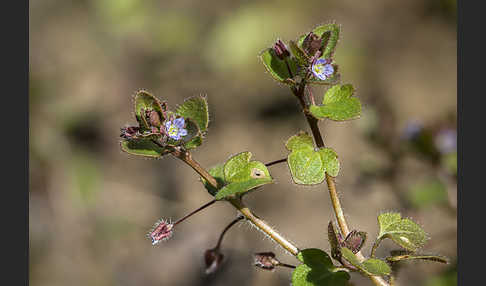 Efeublättriger Ehrenpreis (Veronica sublobata)