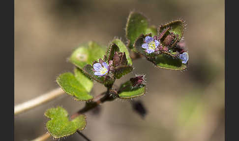 Efeublättriger Ehrenpreis (Veronica sublobata)