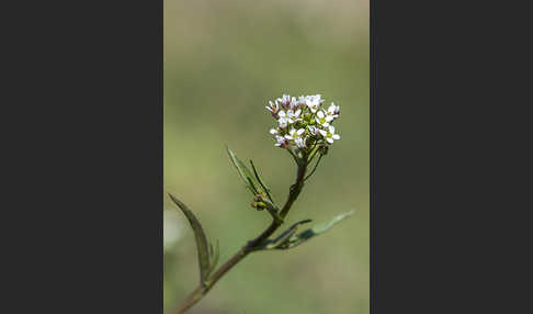 Gemeines Hirtentäschel (Capsella bursa-pastoris)