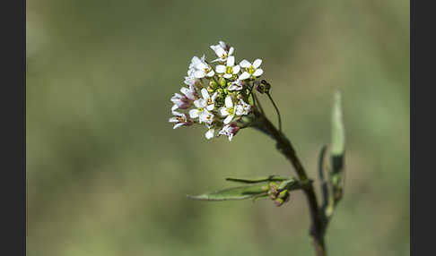 Gemeines Hirtentäschel (Capsella bursa-pastoris)