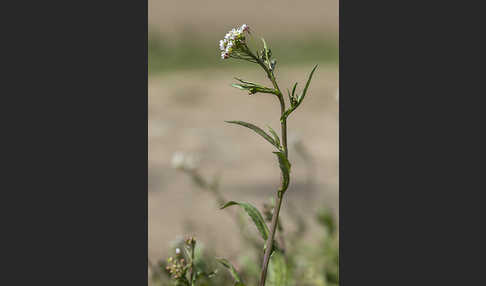 Gemeines Hirtentäschel (Capsella bursa-pastoris)