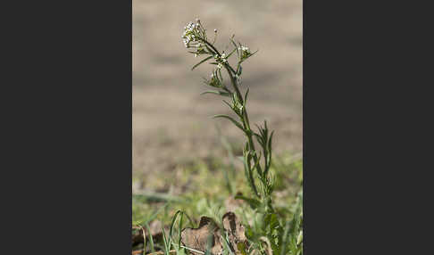 Gemeines Hirtentäschel (Capsella bursa-pastoris)