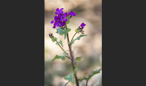 Einjähriges Silberblatt (Lunaria annua)