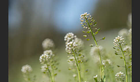 Stängelumfassendes Hellerkraut (Microthlaspi perfoliatum)