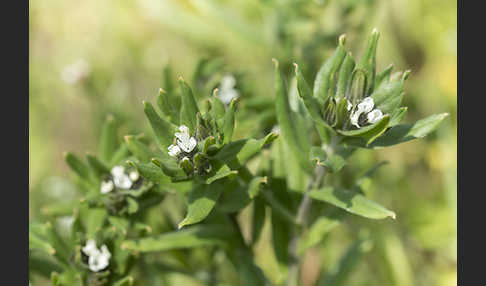 Acker-Steinsame (Buglossoides arvensis)