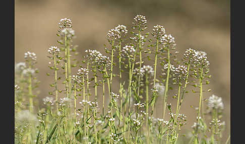 Stängelumfassendes Hellerkraut (Microthlaspi perfoliatum)