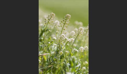 Stängelumfassendes Hellerkraut (Microthlaspi perfoliatum)