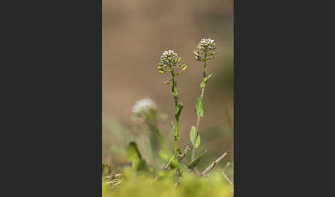 Stängelumfassendes Hellerkraut (Microthlaspi perfoliatum)