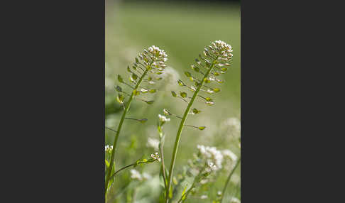 Stängelumfassendes Hellerkraut (Microthlaspi perfoliatum)