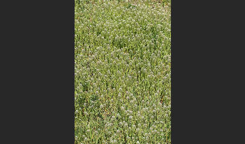 Stängelumfassendes Hellerkraut (Microthlaspi perfoliatum)