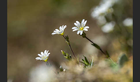 Acker-Hornkraut (Cerastium arvense)