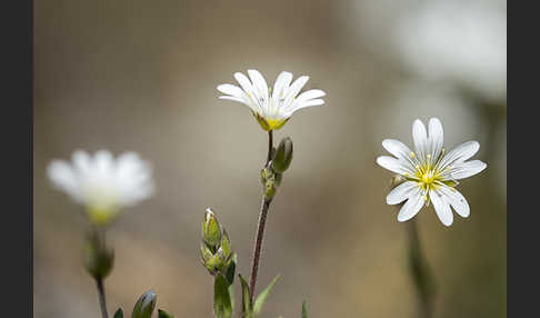 Acker-Hornkraut (Cerastium arvense)