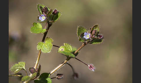 Efeublättriger Ehrenpreis (Veronica sublobata)