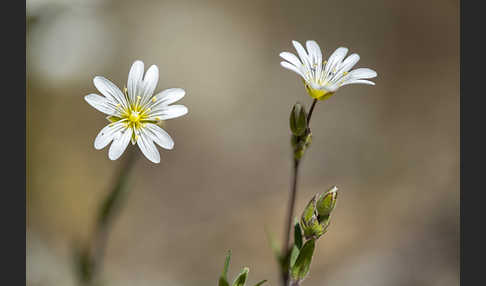 Acker-Hornkraut (Cerastium arvense)