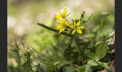 Wald-Gelbstern (Gagea lutea)