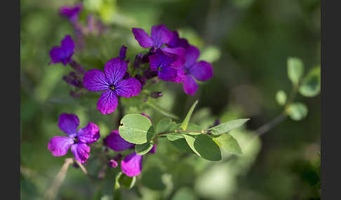 Einjähriges Silberblatt (Lunaria annua)