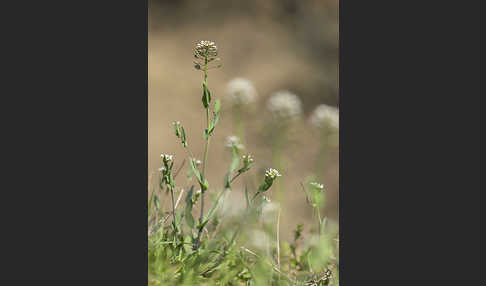 Stängelumfassendes Hellerkraut (Microthlaspi perfoliatum)