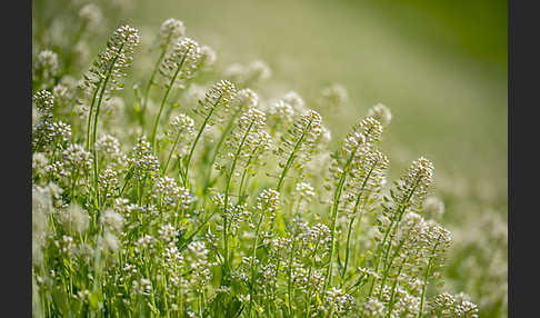 Stängelumfassendes Hellerkraut (Microthlaspi perfoliatum)