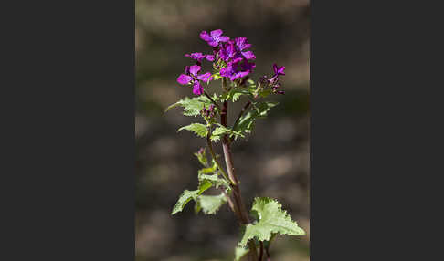 Einjähriges Silberblatt (Lunaria annua)