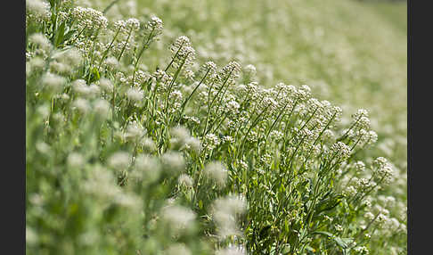 Stängelumfassendes Hellerkraut (Microthlaspi perfoliatum)