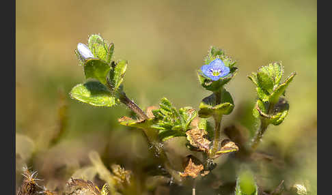 Feld-Ehrenpreis (Veronica arvensis)