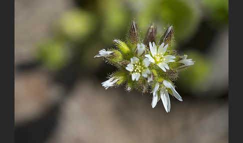 Knäuel-Hornkraut (Cerastium glomeratum)